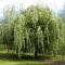 Willow: planting and care, types and varieties, photo
