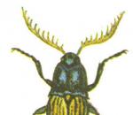 Školski atlas-identifikator insekata Maska sa ugljem i bijelom glinom