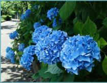 How to change the color of hydrangea?