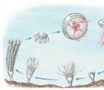 Životni ciklus meduze.  Životni ciklus meduze.  Endoderm i njegove funkcije