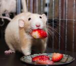 Karakteristike ljudi rođenih u godini štakora (miša)