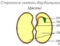 Struktura sjemena i faze njegovog razvoja