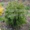 Choosing a place and soil for planting thuja seedlings