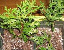 Conditions for growing thuja from seed: planting at home