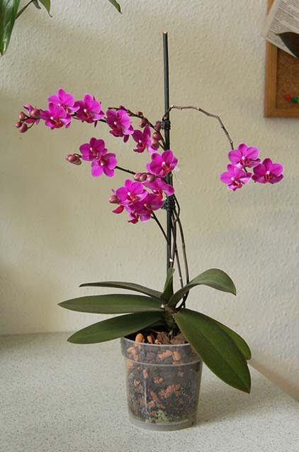 В какой горшок пересадить мини орхидею после покупки