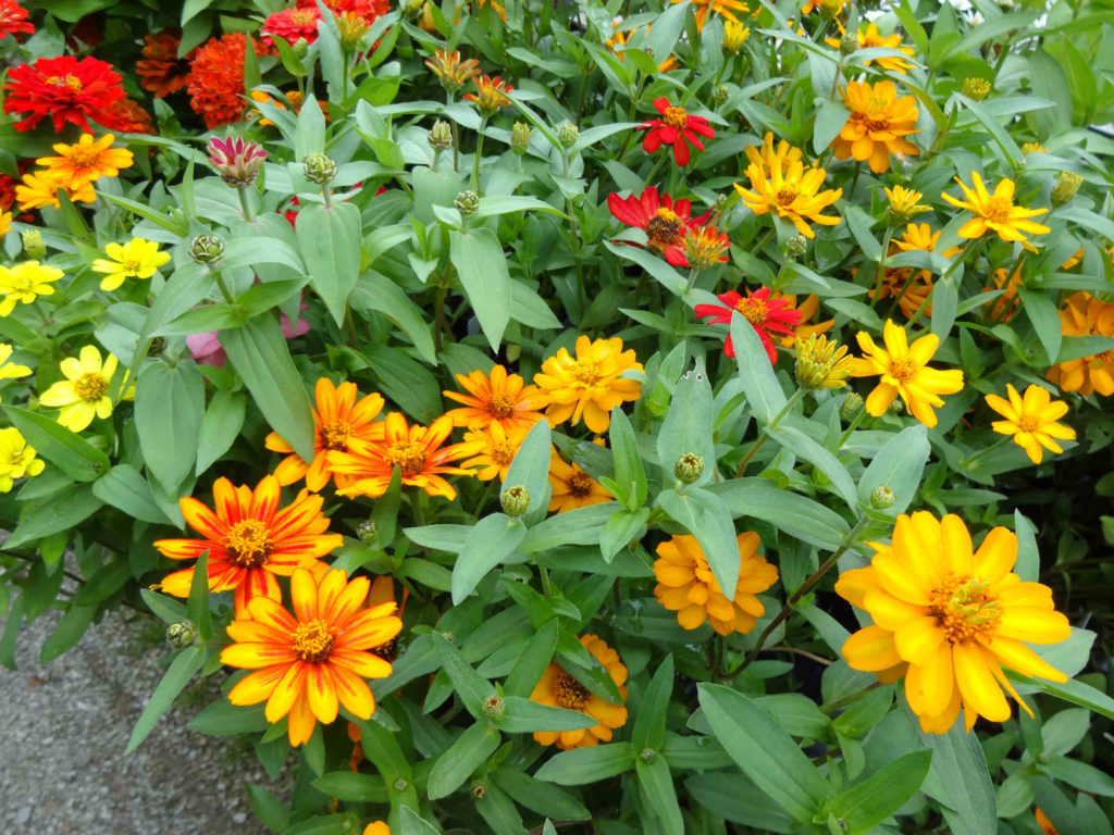 Неприхотливые цветы для сада однолетники фото и названия